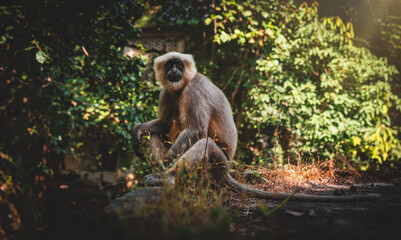 A curious monkey is comfortably sitting on a large rock in the woods.