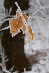 A frost-covered branch with a brown leaf.