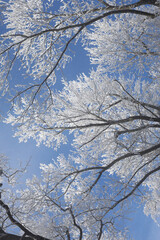 frost-covered trees against blue sky