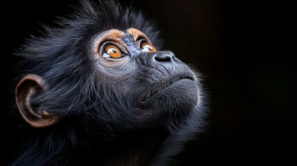 A contemplative gelada monkey is illustrated, with particular attention to its expressive face and mane in the beautiful Ethiopian highlands.