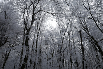 A forest scene with frost-covered trees.