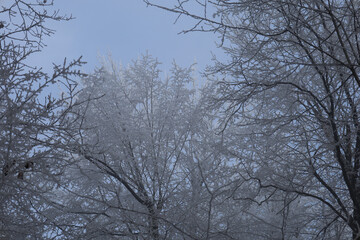 frost-covered trees against blue sky