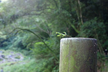 mantis on a post in forest