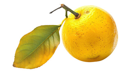 Fresh Yellow Lemon Fruit Isolated on White Background for Culinary Uses