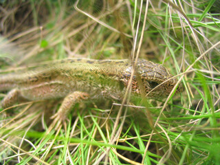 lizard in green grass