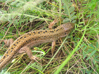 lizard in green grass