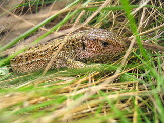lizard in green grass