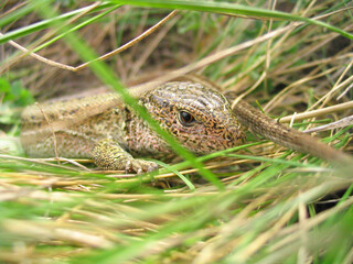 lizard in green grass