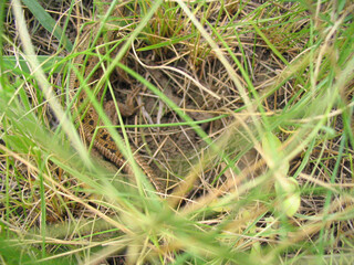 lizard in green grass