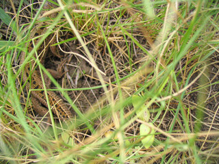 lizard in green grass