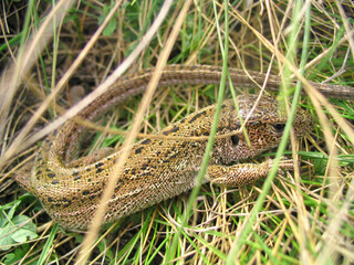 lizard in green grass
