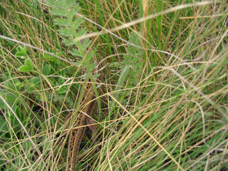 lizard in green grass