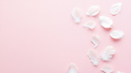 Fototapeta premium Delicate white feathers scattered on a pink background.