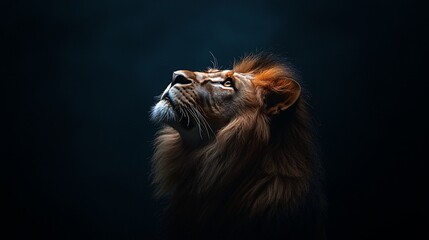 Majestic lion looking up against a dark background.