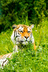 Portrait of a Siberian tiger in the grass. Animal in close-up.
