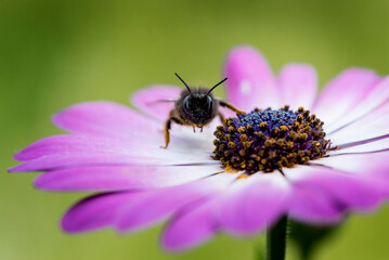 Bee on a flower