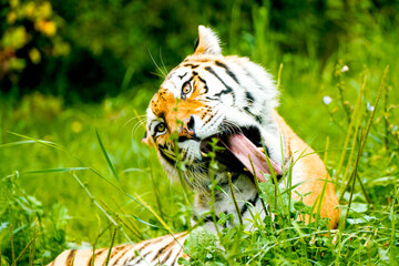 Portrait of a Siberian tiger in the grass. Animal in close-up.
