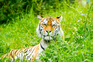 Portrait of a Siberian tiger in the grass. Animal in close-up.
