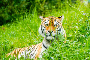 Portrait of a Siberian tiger in the grass. Animal in close-up.
