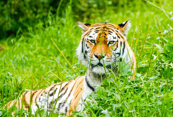 Portrait of a Siberian tiger in the grass. Animal in close-up.
