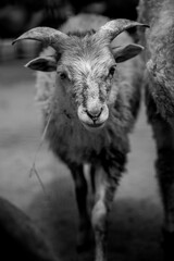 Goat in black and white