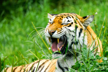 Portrait of a Siberian tiger in the grass. Animal in close-up.
