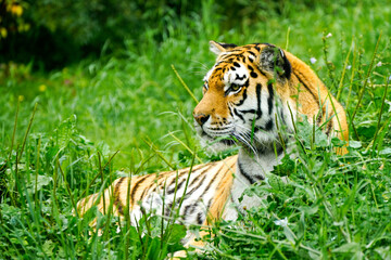 Portrait of a Siberian tiger in the grass. Animal in close-up.
