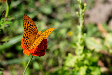 Orange butterfly in the garden