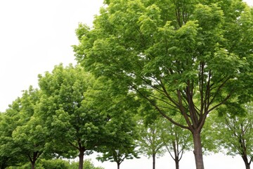 Fototapeta premium Lush Green Canopy of Trees Against a Clear Sky, A Symbol of Nature's Beauty and Serenity