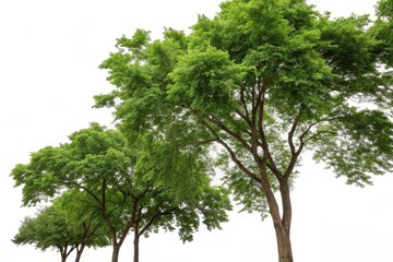 Fototapeta premium Lush Green Trees Isolated on White Background, Perfect for Nature Designs and Compositions
