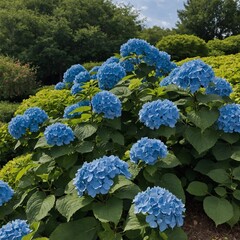 "A blue hydrangea bush in full bloom, with green shrubs behind it."