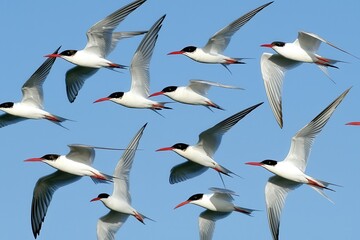 Fototapeta premium A flock of arctic terns soaring through the midnight sun over the North Pole.