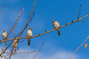 朝日を浴びるスズメのペア