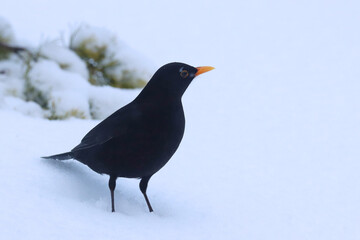Blackbird