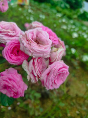 Bunch of pink roses