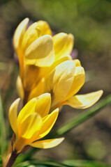 Fototapeta premium yellow crocus flowers bloom in spring on a meadow in the grass