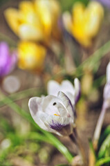 white crocus flowers bloom in spring on a meadow in the grass