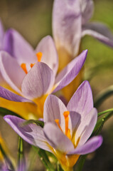 Purple crocus flowers bloom in spring on a meadow in the grass garden flowers