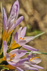 Purple crocus flowers bloom in spring on a meadow in the grass garden flowers