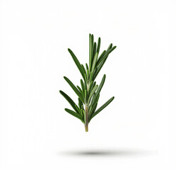 Obraz premium leaves isolated on white