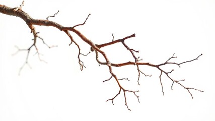 Isolated Dead Branch, Striking Colors, Bold Light