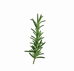rosemary
