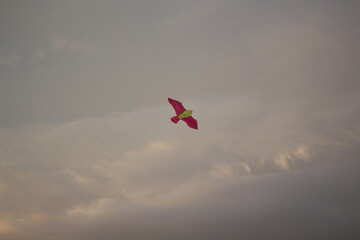 Sky kite. A beautiful shot of scarlet ibises in flight on a light blue cloudy sky background. Kite flying in the sky. 