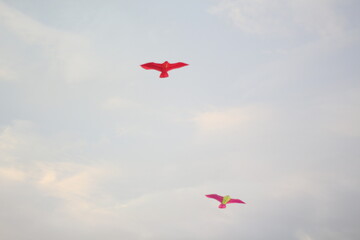 Sky kite. A beautiful shot of scarlet ibises in flight on a light blue cloudy sky background. Kite flying in the sky. 