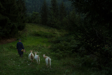 MAn and goats