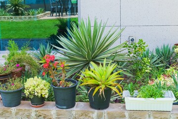 Outdoors flower pots with desert arid climate plants in winter garden on roof terrace. Seasonal flower potted plants composition on balcony garden.