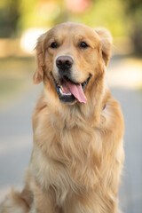 Beautiful purebred funny smart dog.