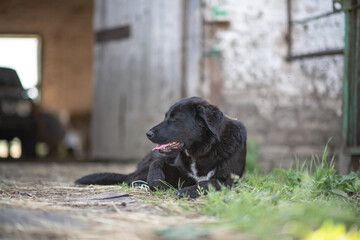 Beautiful purebred funny smart dog.