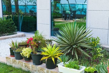 Outdoors flower pots with desert arid climate plants in winter garden on roof terrace. Seasonal flower potted plants composition on balcony garden.
