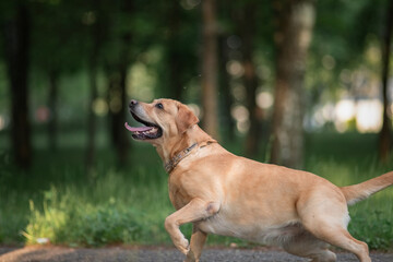 Beautiful purebred funny smart dog.